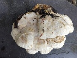 Climacodon septentrionalis image