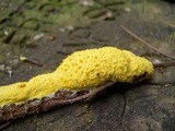 Fuligo septica image