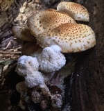 Pholiota squarrosoides image