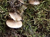 Hydropus marginellus image