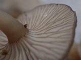 Hydropus marginellus image