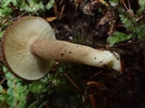 Lactarius fallax image