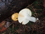 Russula seperina image