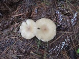 Ampulloclitocybe clavipes image