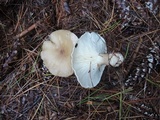 Ampulloclitocybe clavipes image