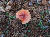 Laccaria bicolor image