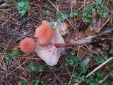 Laccaria bicolor image
