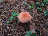 Laccaria bicolor image