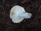 Russula seperina image