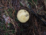 Russula seperina image