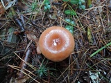 Lactarius oculatus image