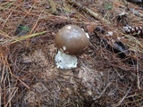 Amanita spreta image