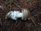Amanita spreta image