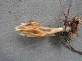 Ramaria flaccida image