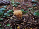 Ramaria flaccida image