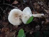 Lactarius cinereus image