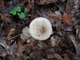 Lactarius cinereus image