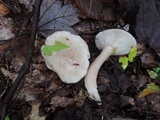 Lactarius cinereus image