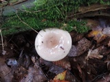 Lactarius cinereus image