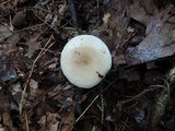 Lactarius cinereus image