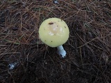 Amanita praecox image