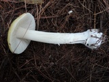 Amanita praecox image