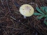 Amanita praecox image