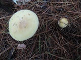 Amanita praecox image