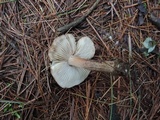 Tricholoma imbricatum image