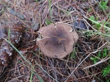 Tricholoma imbricatum image