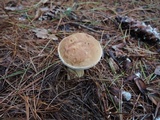 Tylopilus felleus image