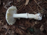 Amanita chrysoblema image