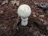 Amanita chrysoblema image