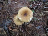 Russula cuprea image