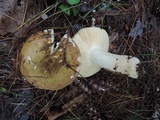 Russula cuprea image