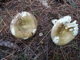 Russula cuprea image