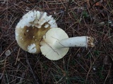 Russula cuprea image