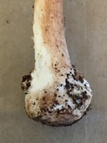 Amanita brunnescens image