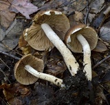 Psathyrella delineata image
