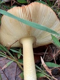Amanita parcivolvata image