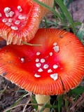 Amanita parcivolvata image