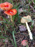 Amanita parcivolvata image