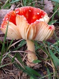 Amanita parcivolvata image