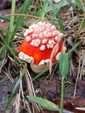 Amanita parcivolvata image
