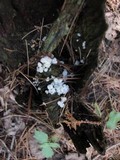 Delicatula integrella image