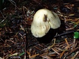 Inocybe sororia image