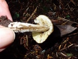 Inocybe sororia image