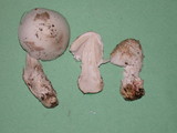 Amanita pachycolea image