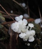 Delicatula integrella image