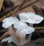Delicatula integrella image
